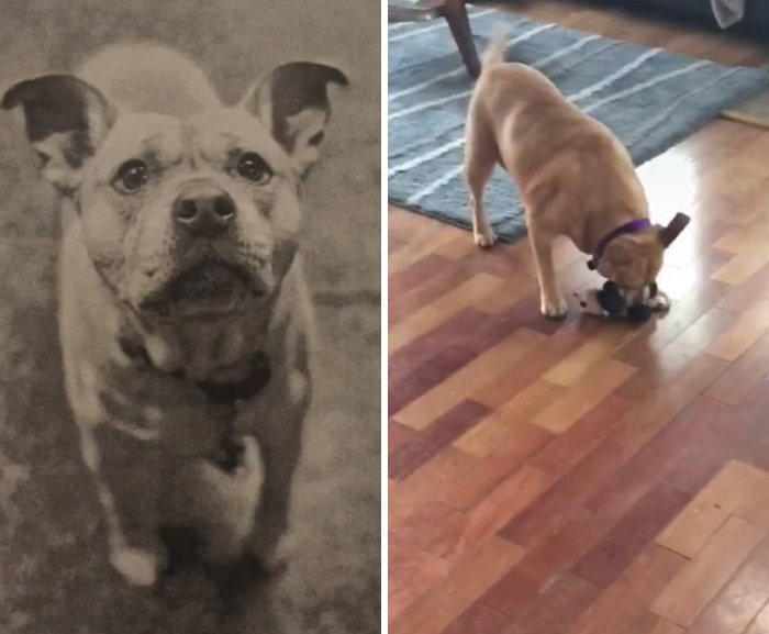 Adopt A Special Needs Senior Dog And I Promise You Won’t Regret It You Can See Everyone Was So Happy When She Played We All Recorded