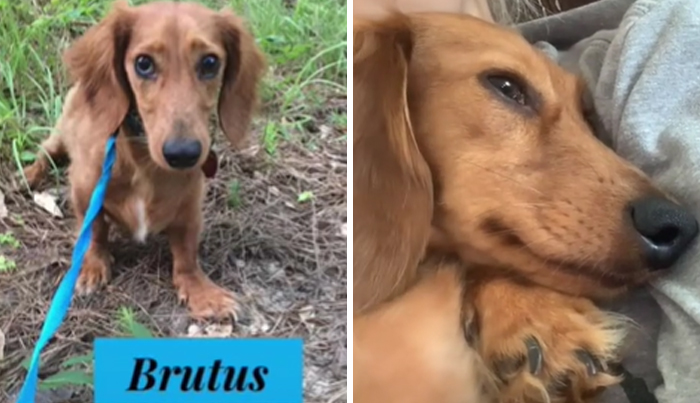 Got Him From A Rescue Not A Shelter But I Think You Can Tell How Happy He Got