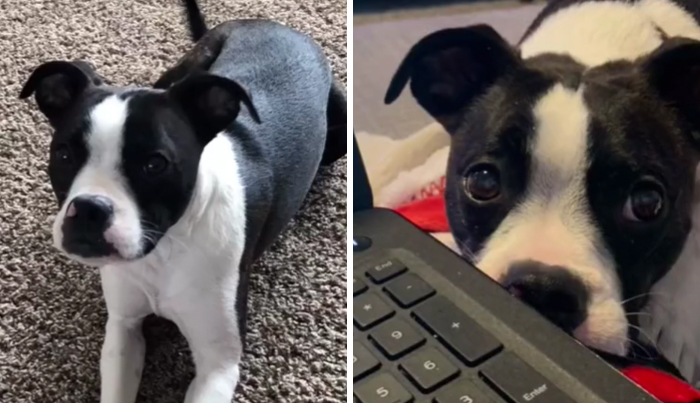 Before And After Of My Favorite Little Dude