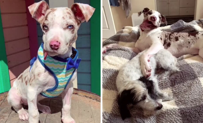 From Shelter To Forever Home