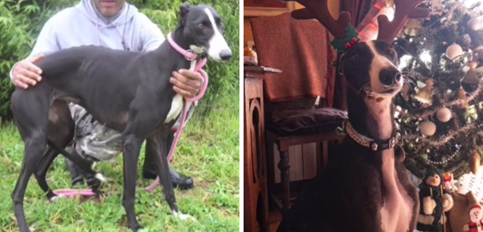 Macey Scared Potato vs. Happy Potato