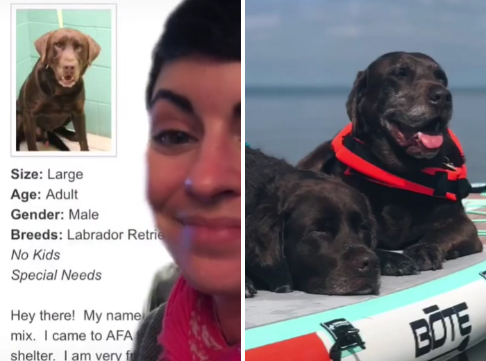 Burt Is The Best Special Needs Shelter Glow Up!