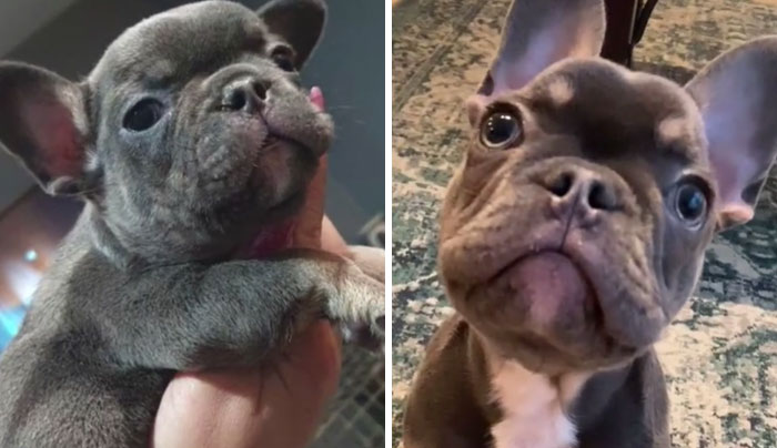 He Wasn’t A Shelter Dog But Cute