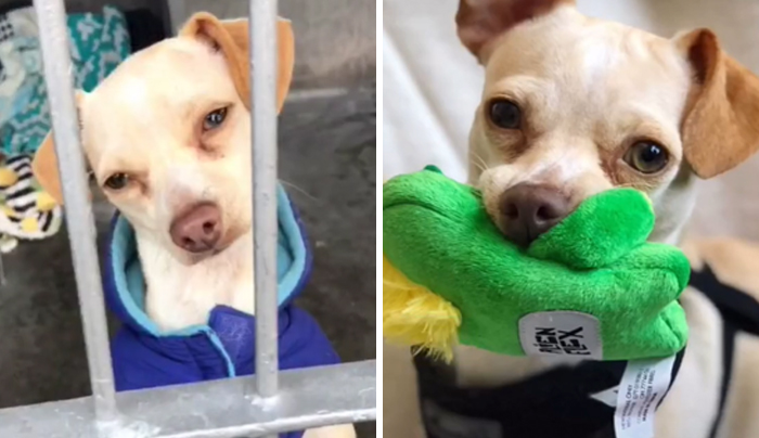 Coming Up On 2 Years Together. Rescued At The Pasadena Humane Society In Feb 2019