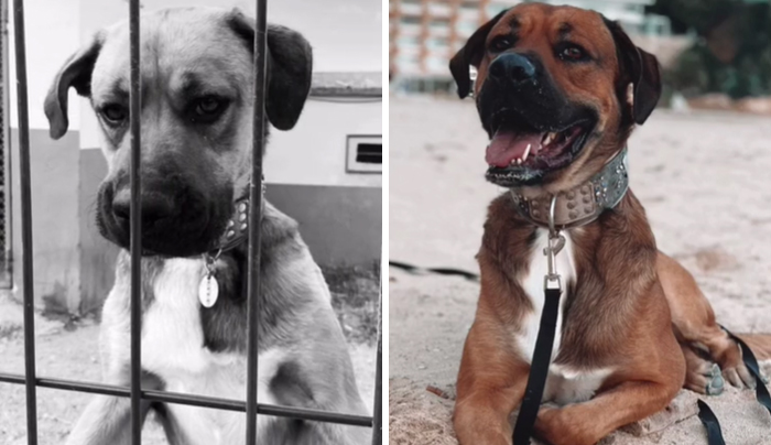 From Shelter To Home