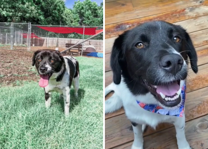 Pls Adopt Your Dogs. It’ll Change Your Life!