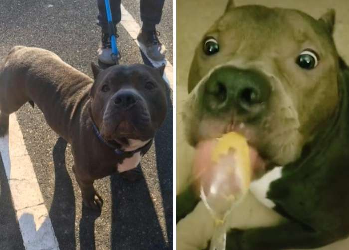 Happy Gotcha Day Hippo, 3 Years Together So Far