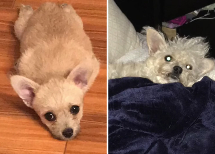 Mildred Really Said Crusty White Dog