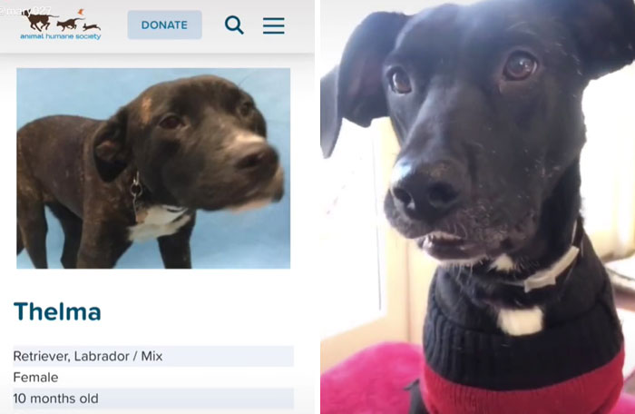 I Only Post Tik Toks Of My Dogs Lol