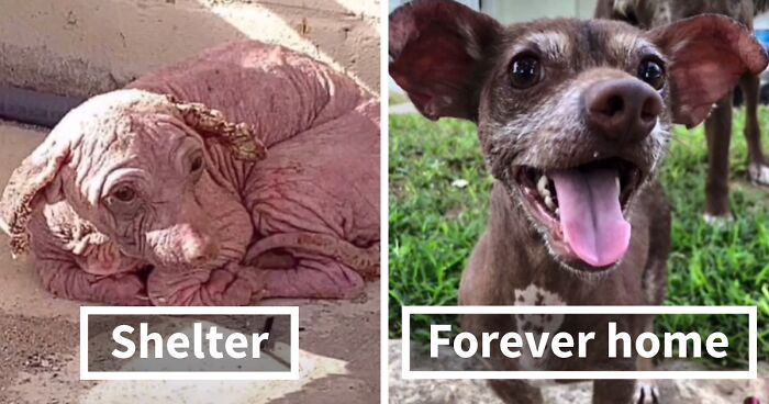 TikTok Challenge Has People Sharing Pics Of How Their Dogs Looked At The Shelter Versus How They Look Now (40 Pics)