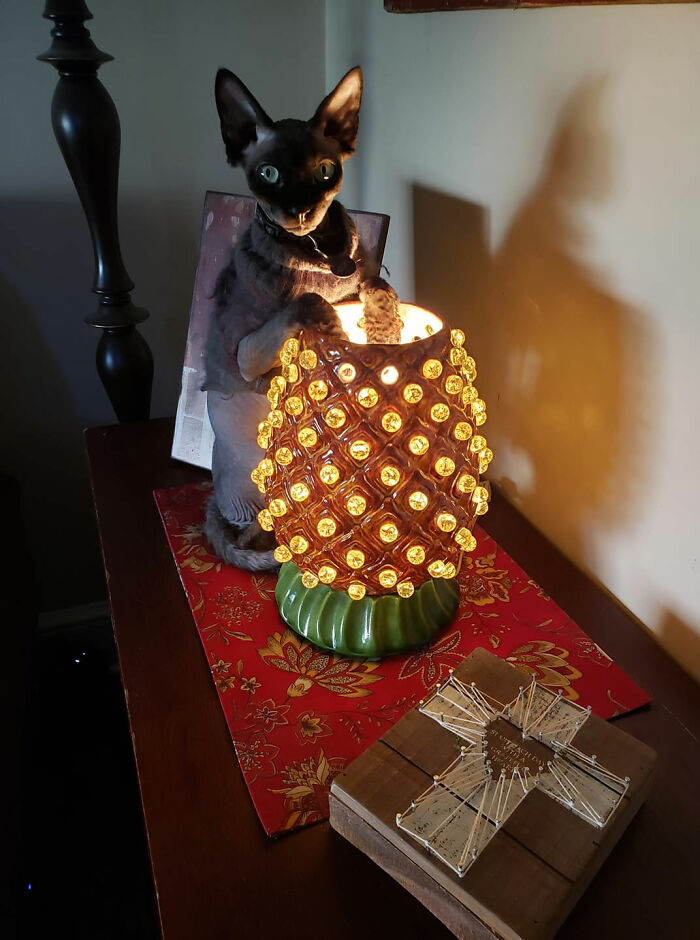 I Found This Cool Pineapple Lamp At A Thrift Shop For A Dollar...turns Out It Doubles As A Personal Heater For My Cat