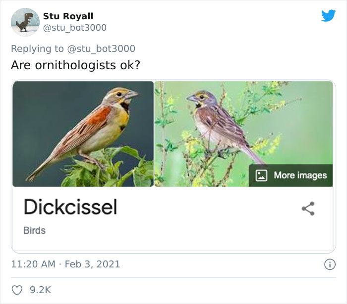 A screenshot with a funny bird name, "Dickcissel," causing laughter about bird names.