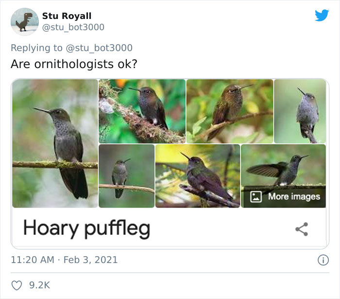 Funny bird name "Hoary puffleg" displayed with images of hummingbirds.