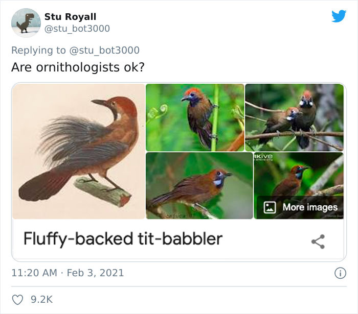 Fluffy-backed tit-babbler bird collage with a humorous caption.