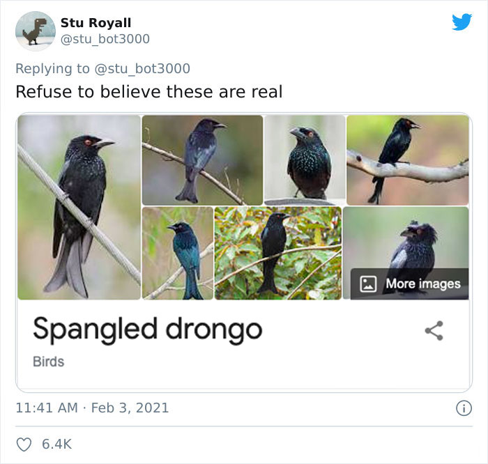 Collage of Spangled Drongo pictures with humorous bird names.