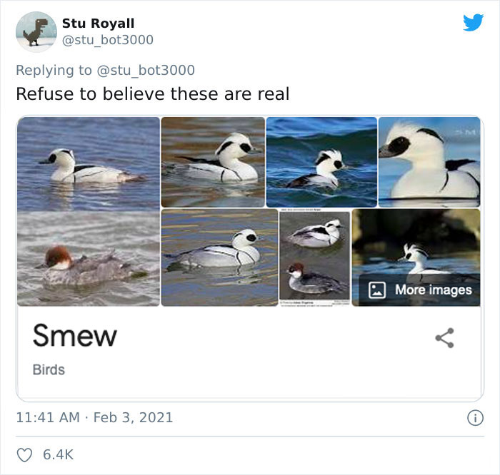 A collage of funny bird names features multiple images of the Smew, a unique and amusingly named duck.