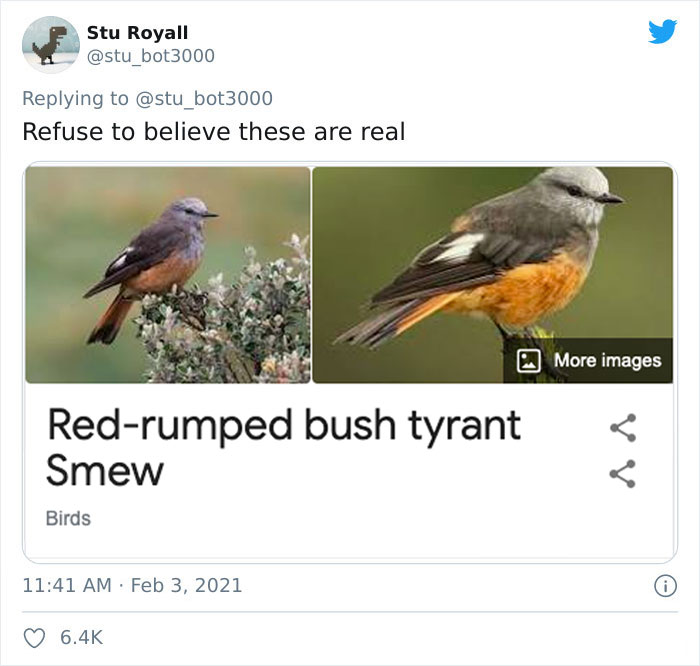 Funny bird names featuring "Red-rumped bush tyrant" and "Smew" with images of two birds.