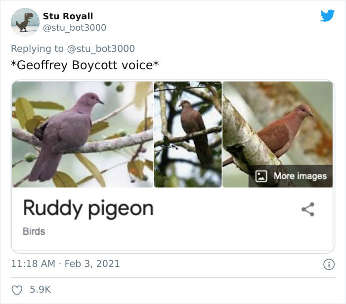 Funny bird name "Ruddy Pigeon" displayed in a social media meme, featuring three images of the bird.