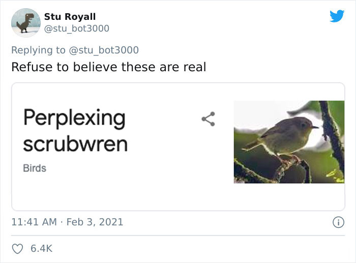 Tweet about funny bird name "Perplexing Scrubwren" with a humorous comment and bird image.