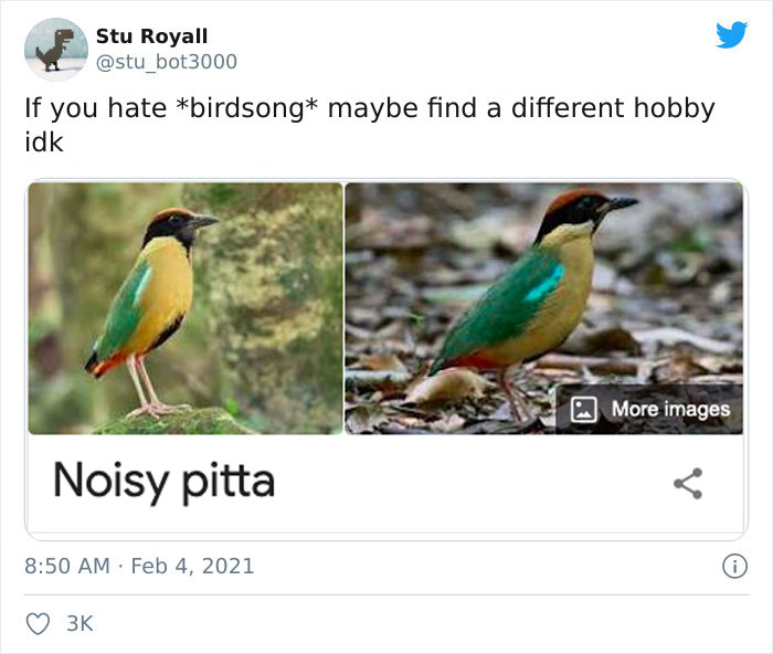Noisy pitta bird with vibrant green and yellow plumage in a humorous context.