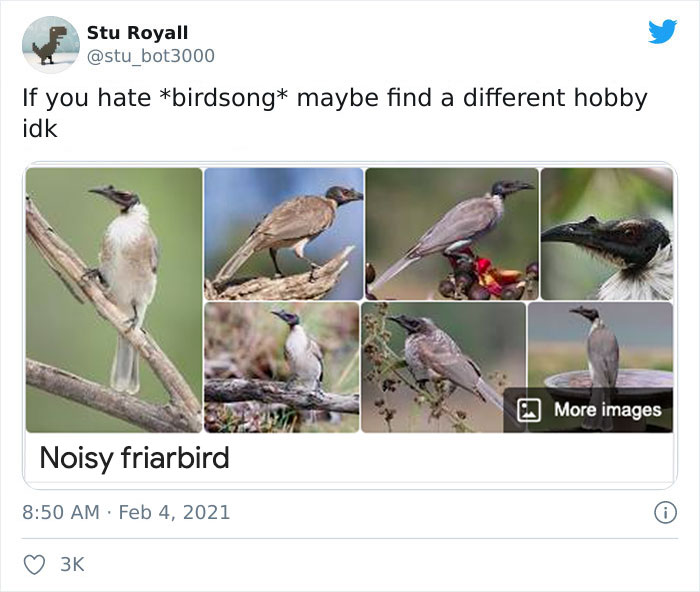 Bird collage with caption "Noisy friarbird," highlighting funny bird names.