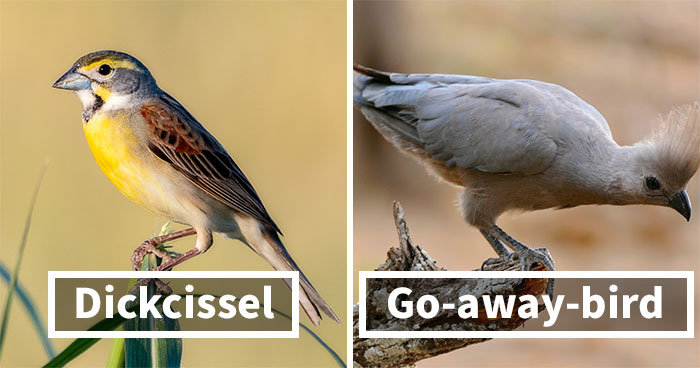 28 Funny Bird Names That Make Light Fun Of Our Flying Friends