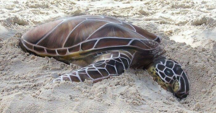 Artist Transforms Human Body Into Incredible Optical Illusions (70 pics)