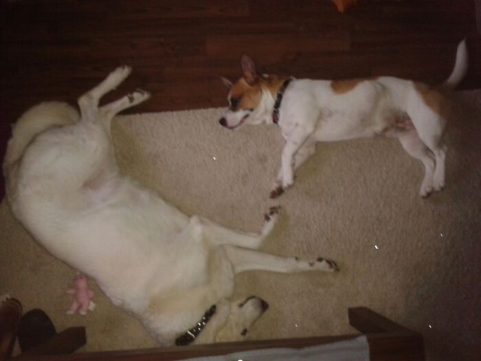 The (Almost) Touch Of Dog Ehhhh God