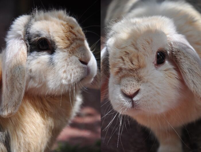 My Little Bunny, Sadly Passed Away Half A Hear Ago🥺