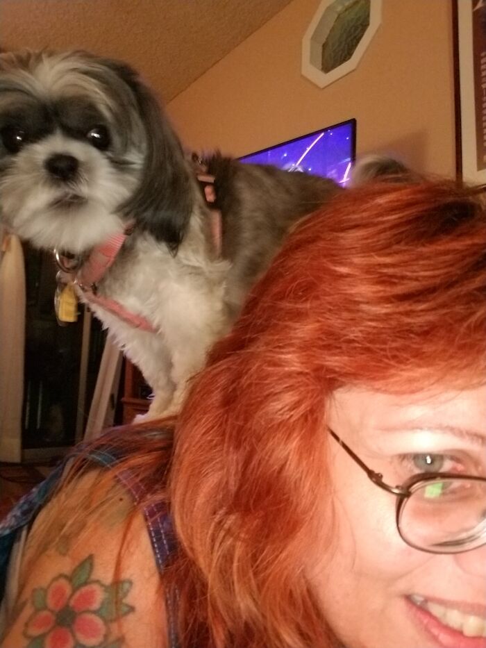 I Am Furniture For The Queen Of Sheba