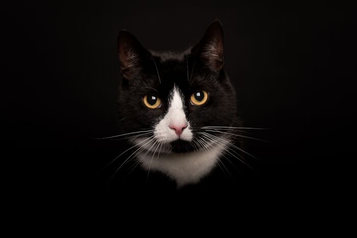 She's A Model, World Famous At The Vet. They Call Her A Real Eyecatcher