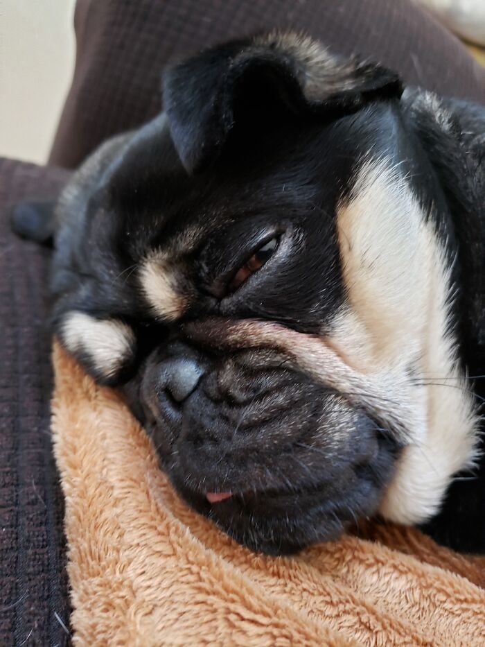 Yes... Completely Asleep. Eyes Wide Open, Tongue Out