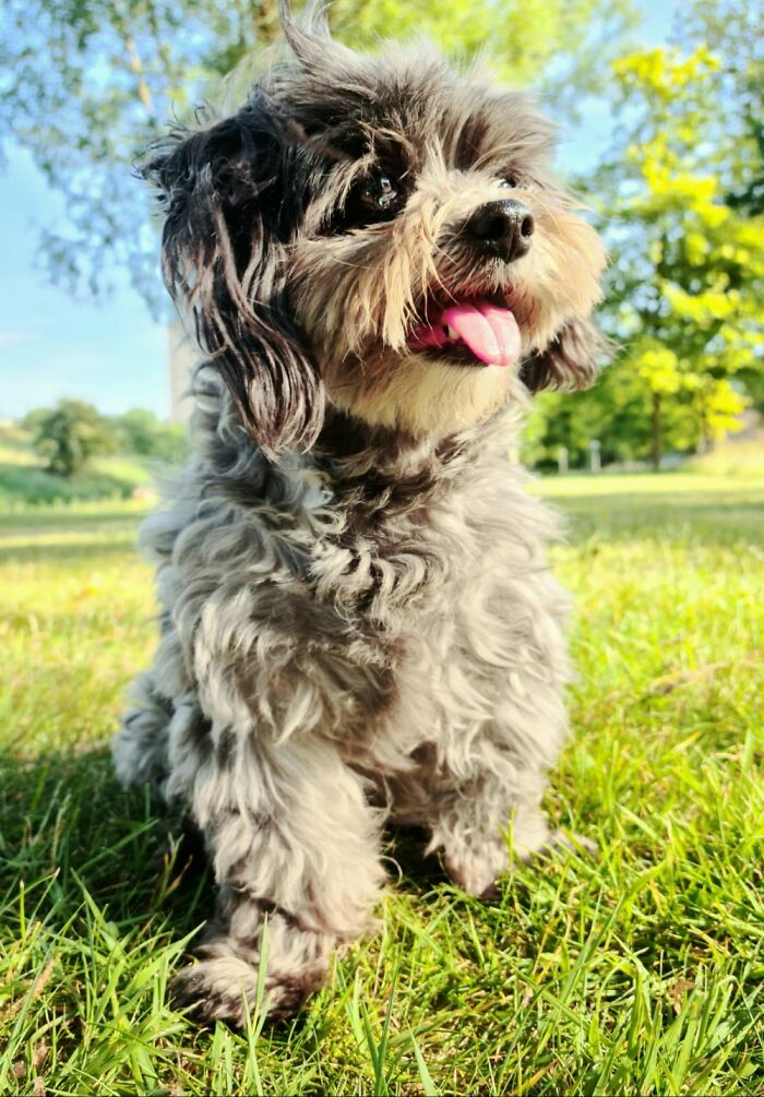 Fantastic Furry Friend