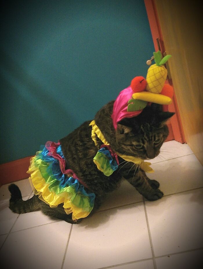 Nothing Says "I Love You" More To Your Cat Than Dressing Them For Halloween