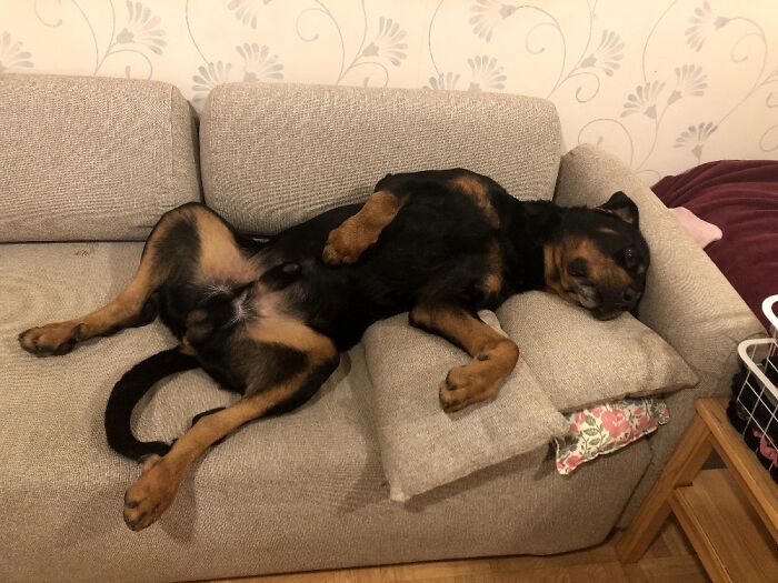 My Giant ♥gentle Good Boy