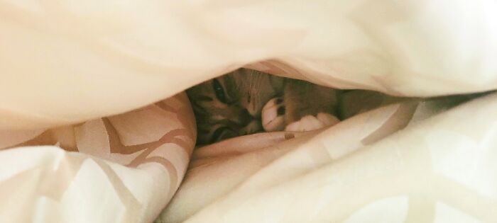 My Cat Pixel Sleeps Under Comforter All Day While I'm Working. ❤️