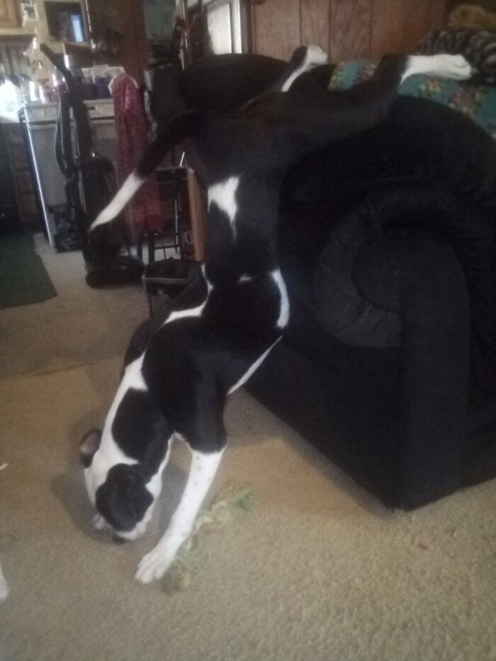 The Way She Always Gets Off The Couch