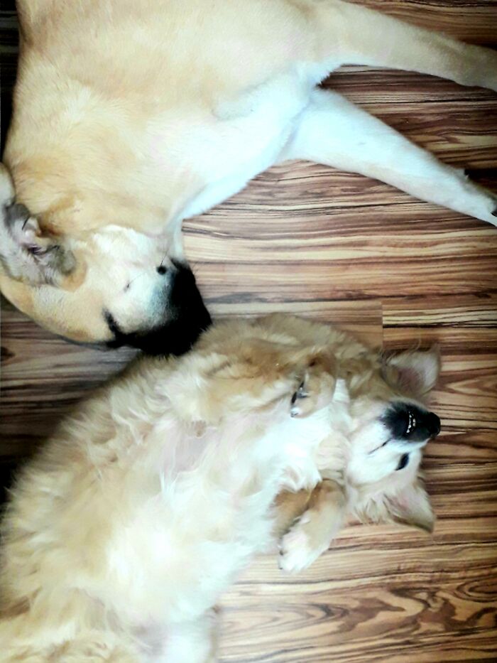 Both Of My Furry Babies