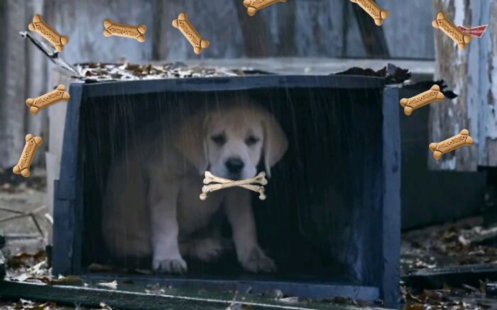 All He Needs Is A Bunch Of Treats
