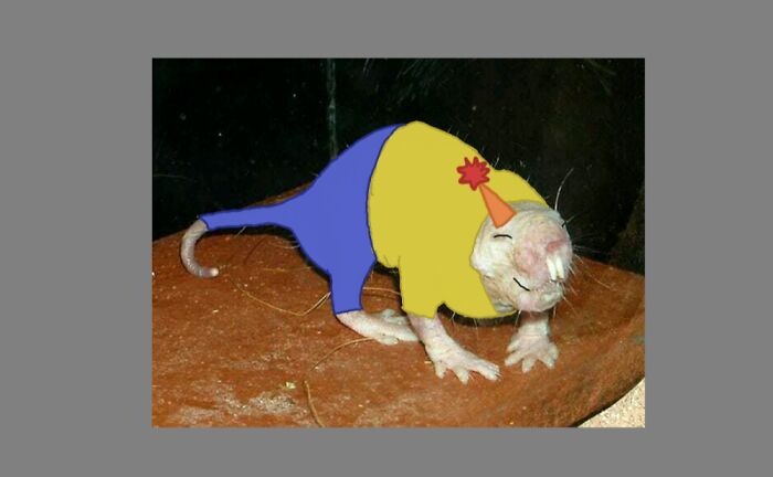 All He Needed Was A Smile, Some Clothes And A Party Hat For Being So Cute