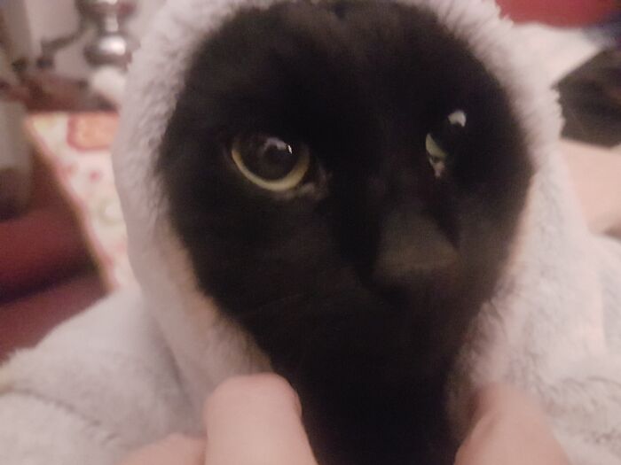 Coltrane Keanu Cat Kirk