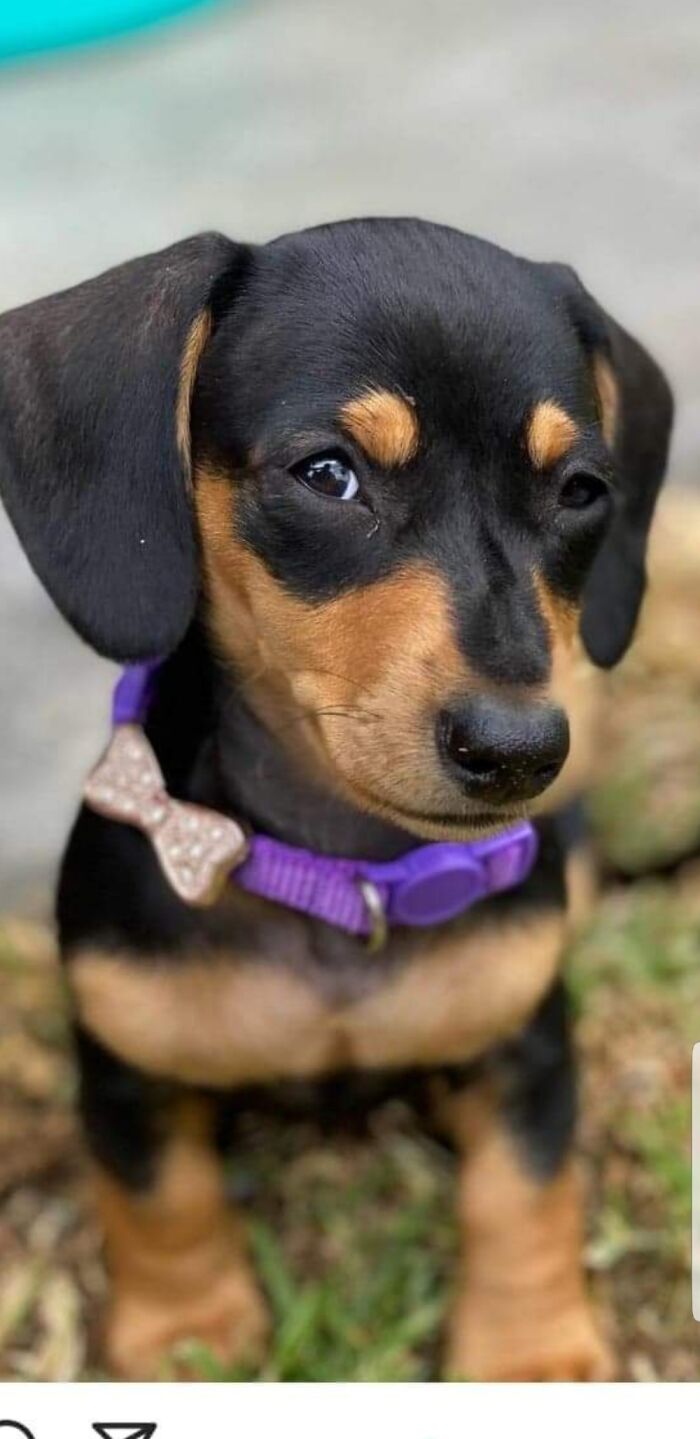 This One Had Me At Hello, She Always Looks Like She Is Up To Something!