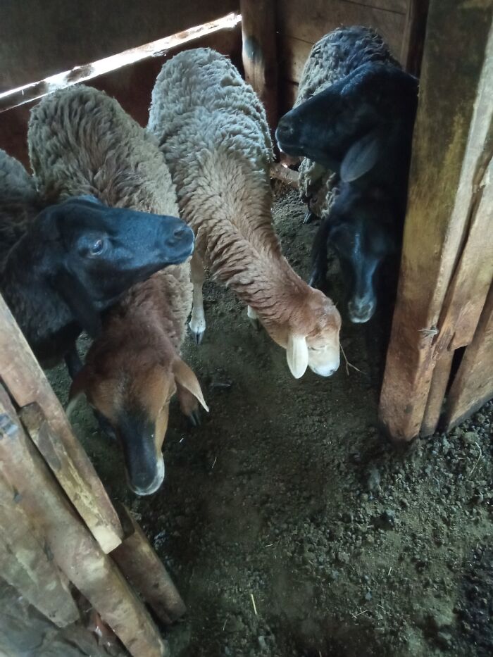 Maasai Sheep, Hardy Especially For Arid Conditions