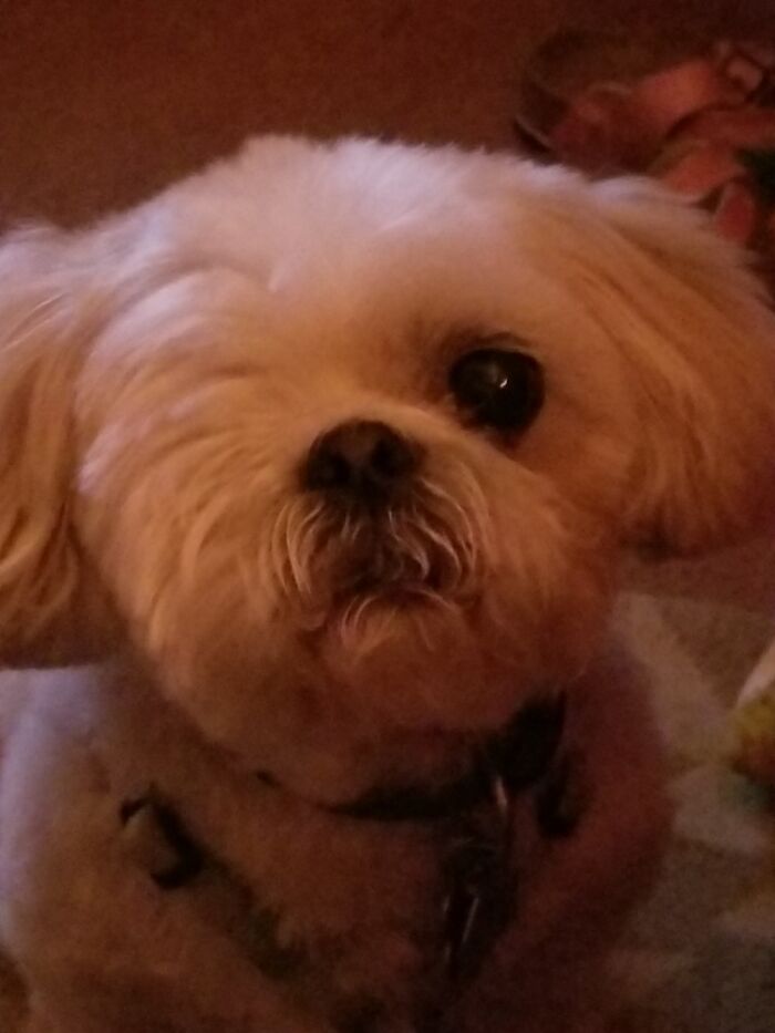 Maxx Aka Barkus Maxximus