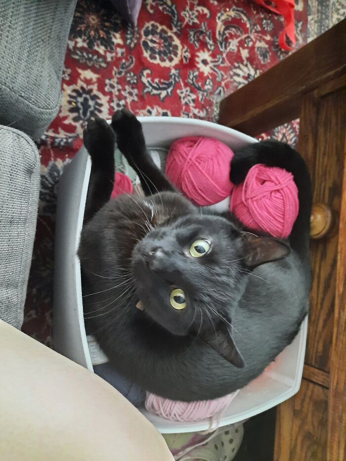 Beautiful Beertje Loves Yarn