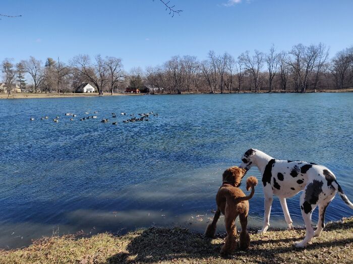 Just A Casual Morning Stroll With My Best Fur Friend.