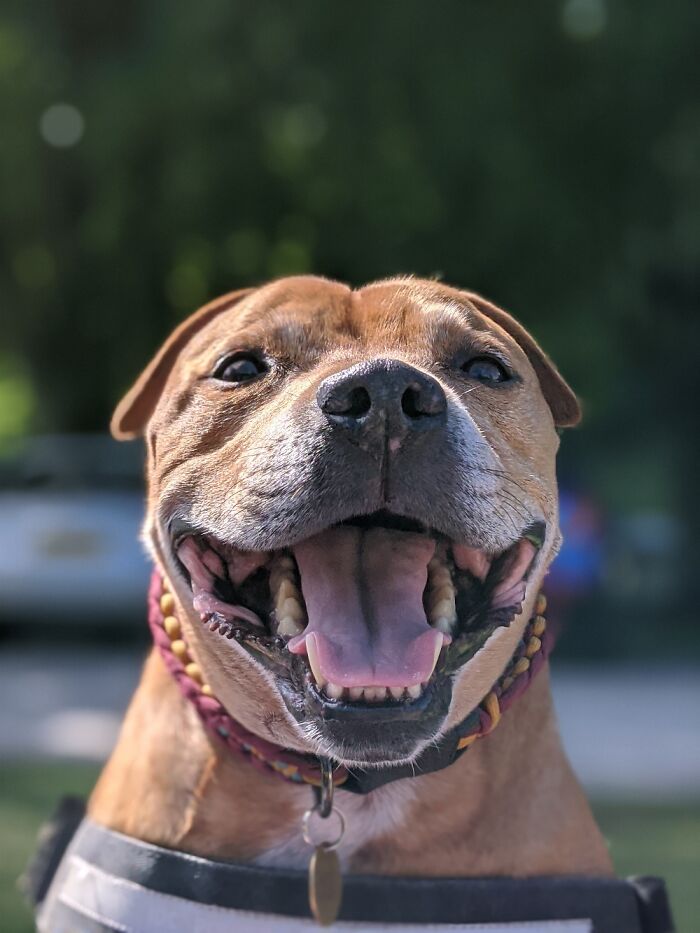 Charlie My Rescue Chonk Is Always Happy To Smile