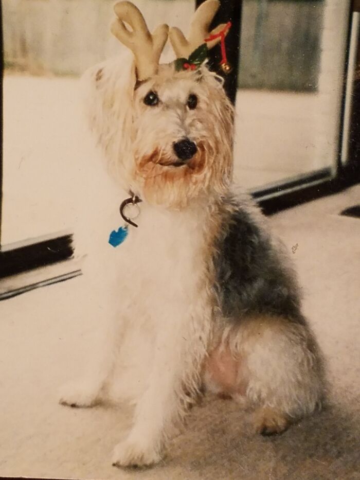 Higgins Had Us Very Well Trained. She Crossed The Rainbow Bridge In 1999. I Still Miss Her.