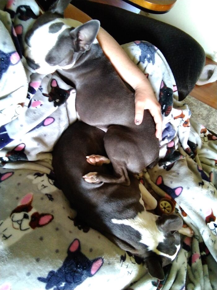 Luna Napping On Me And Her Sister Ru 💕