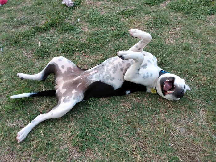 My Lil Rascal, Rescued From The Streets